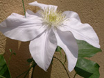 Clematis Asagasumi