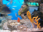 Barcellona - L'acquarium