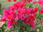 Bougainvillea Dania