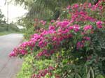 Bougainvillea Variegata