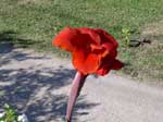 Canna Lilies