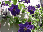 Clematis Viola