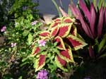 Coleus