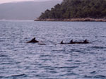 Luglio 2004 - Croazia, Delfini