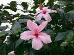 Hibiscus