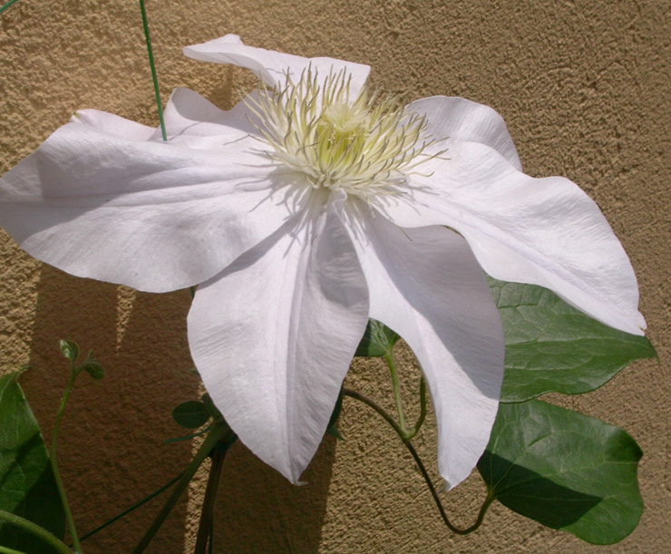 Clematis Asagasumi