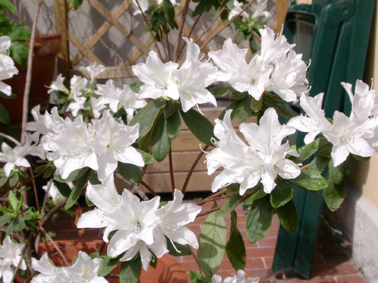 Azalea