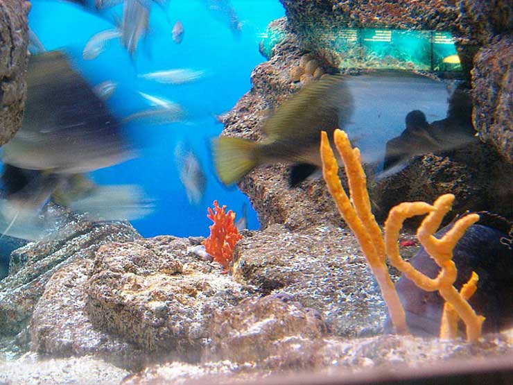 Barcellona - L'acquarium