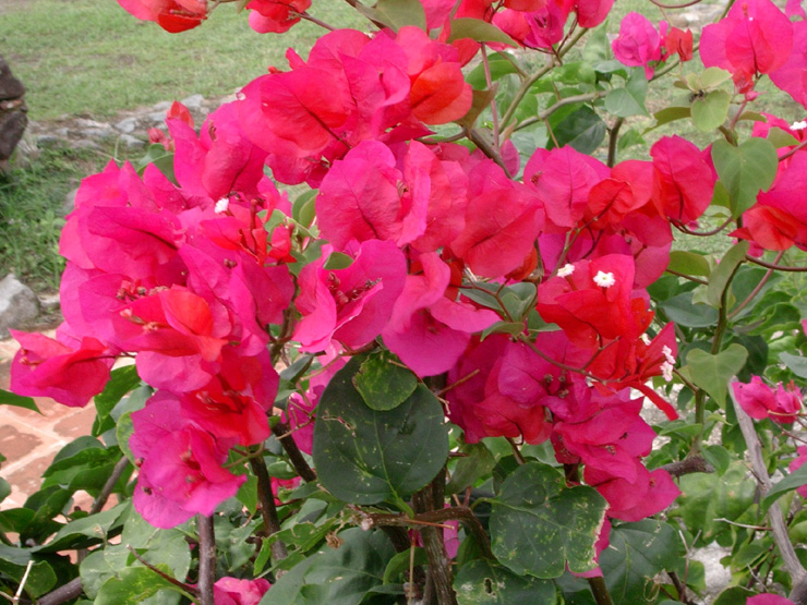 Bougainvillea Dania