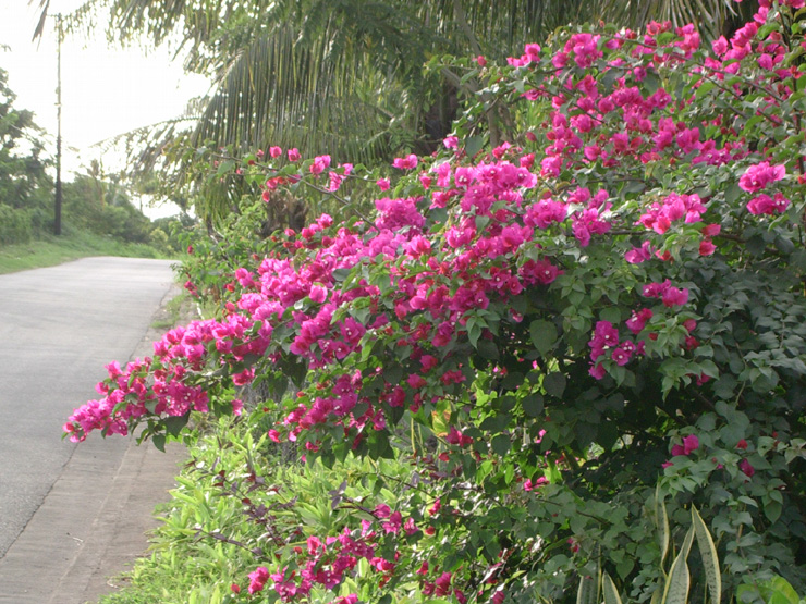 Bougainvillea Variegata