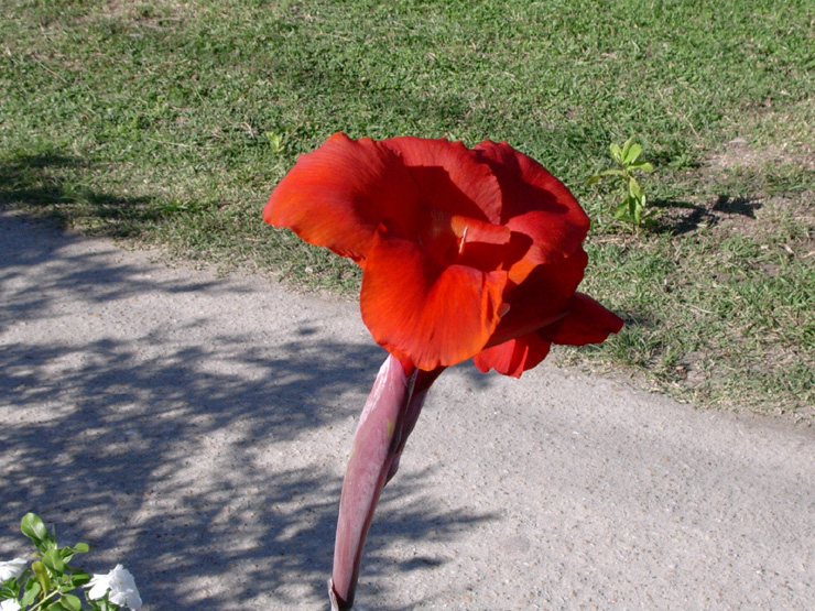 Canna Lilies