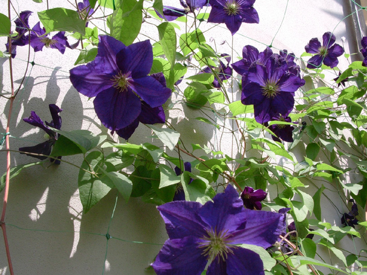 Clematis Viola