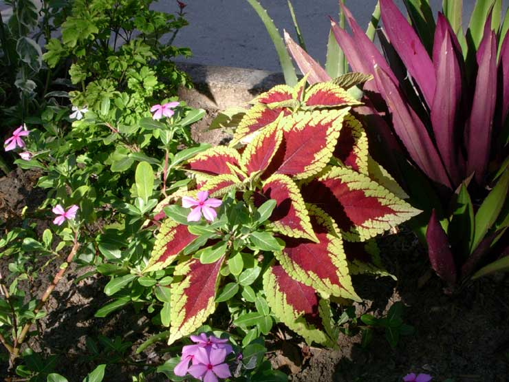Coleus