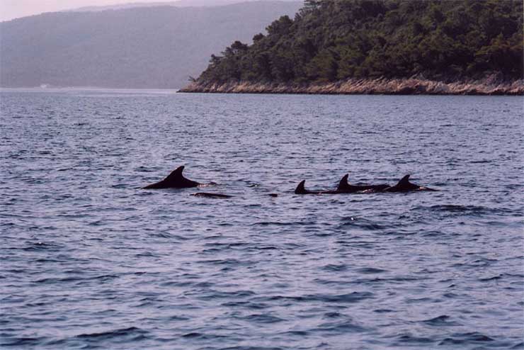 Luglio 2004 - Croazia, Delfini