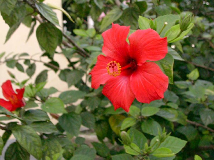 Hibiscus