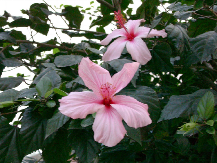 Hibiscus