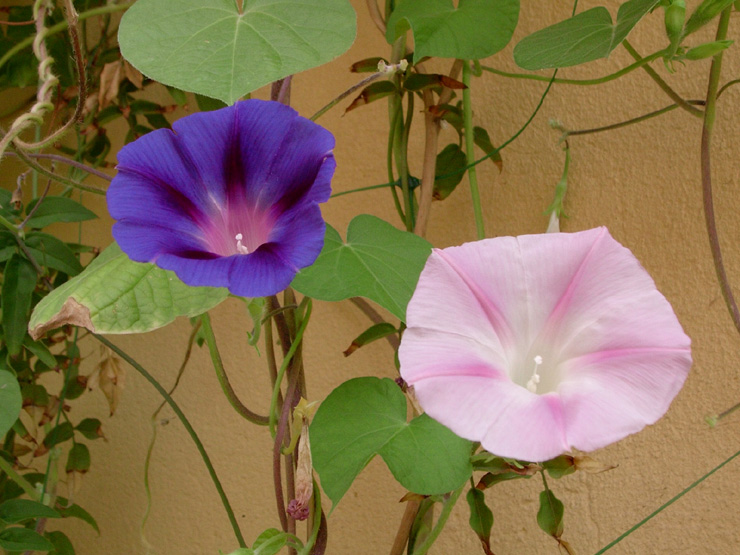 Ipomea