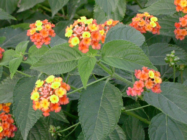 Lantana Spreading Sunset