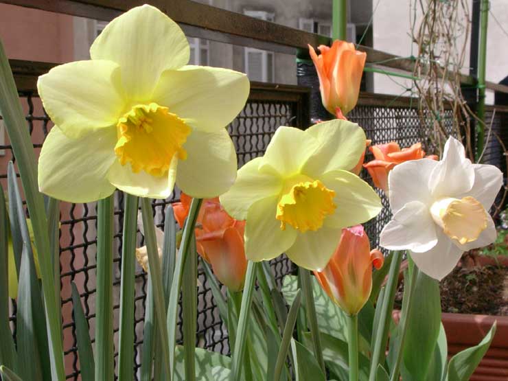 Narcisi e tulipani