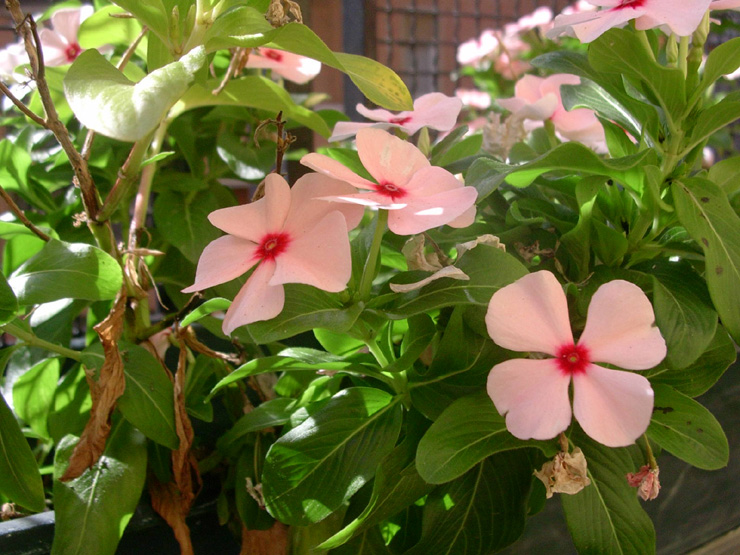 Pervinca del Madagascar