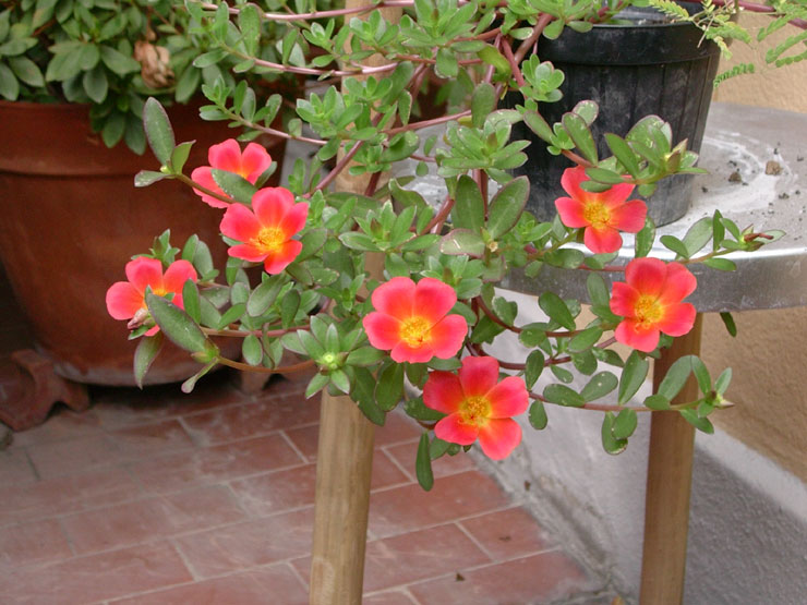 Portulaca oleracea