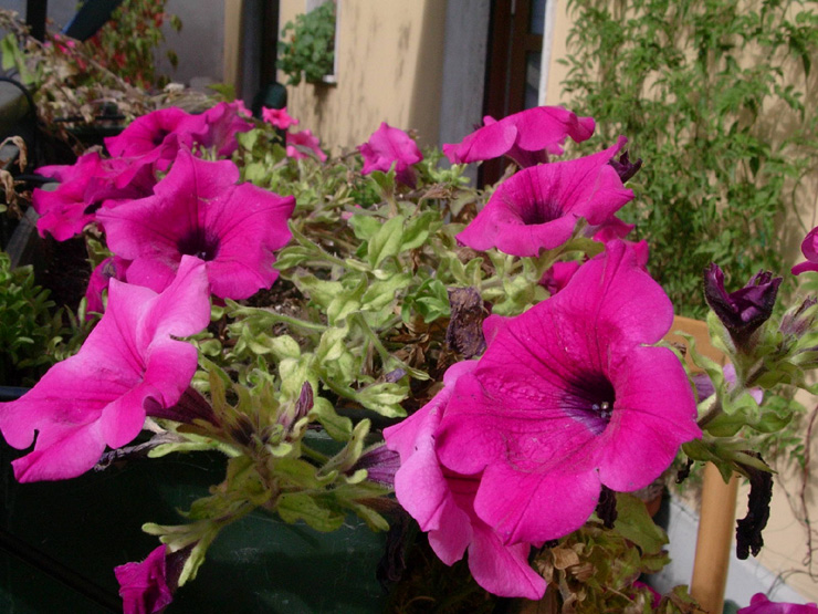 Surfinia (Petunia pendula)