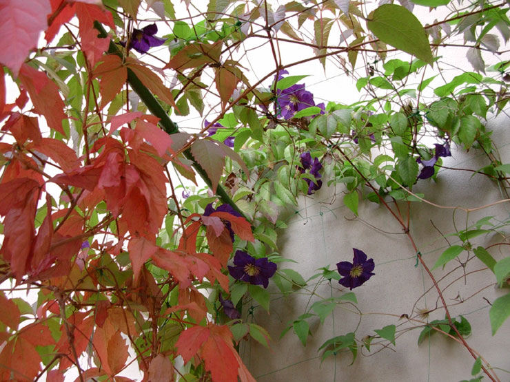 Parthenocissus quinquefolia e Clematis Viola