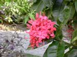 Ixora