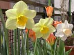 Narcisi e tulipani