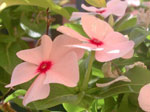 Pervinca del Madagascar