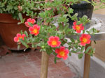 Portulaca oleracea