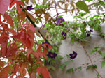 Parthenocissus quinquefolia e Clematis Viola